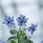 Borage flower Kurkkuyrtin kukka