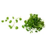 Watercress