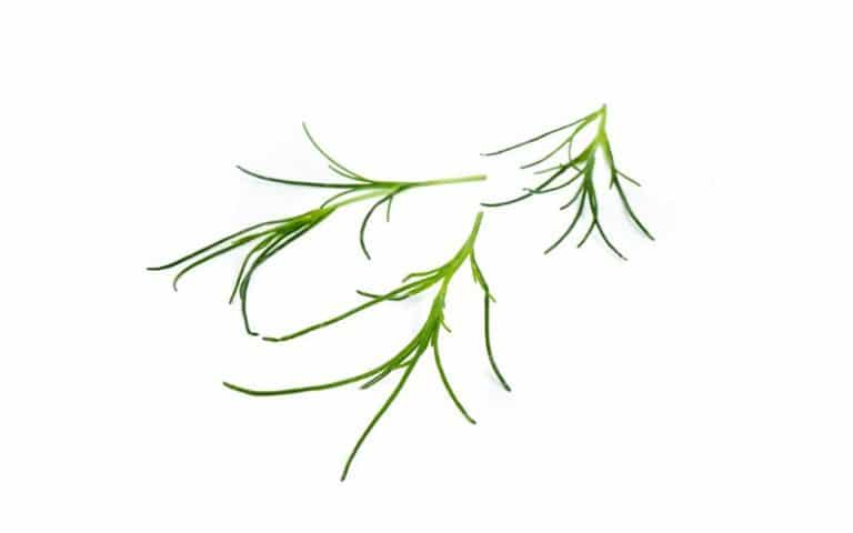 Seagrass cress