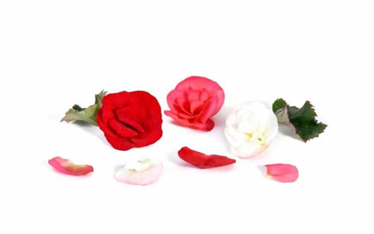Rose begonia