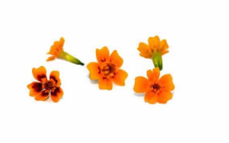 Mini marigold